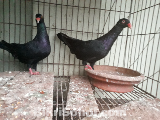 Black denish adult pair